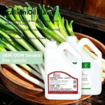 green onion flavor instant noodles